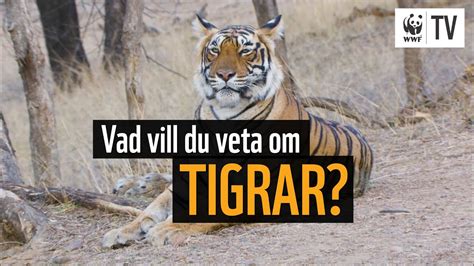 Vad äter tigrar